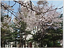 우리동네도 꽃동산