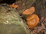  침투미치광이버섯(밤빛벗은갓버섯) Phaeolepiota penetrans(Gymnopilus penetrans)