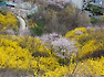 2019.04.09 인왕산 개나리길을 걷다