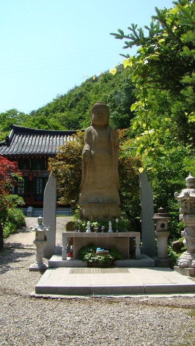 안의리 모과나무