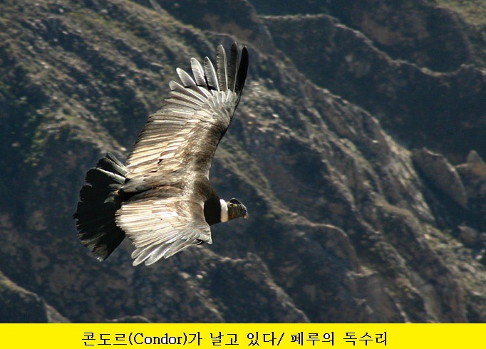 날개 이미지