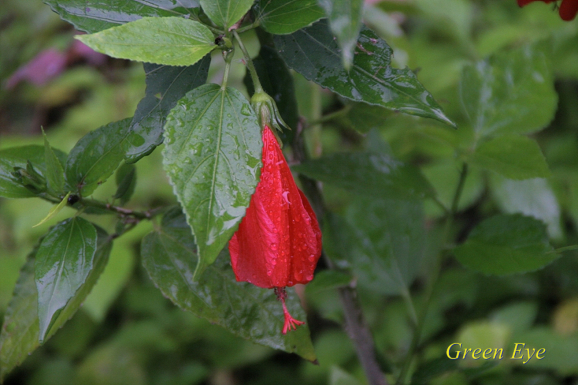 Sleepy Hibiscus-한강의 꽃