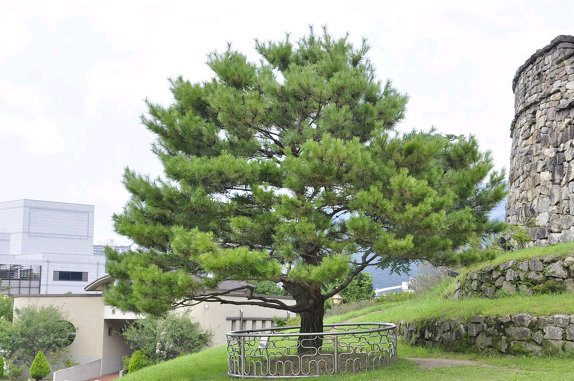 전라북도 고창읍성 멋진 풍경입니다.