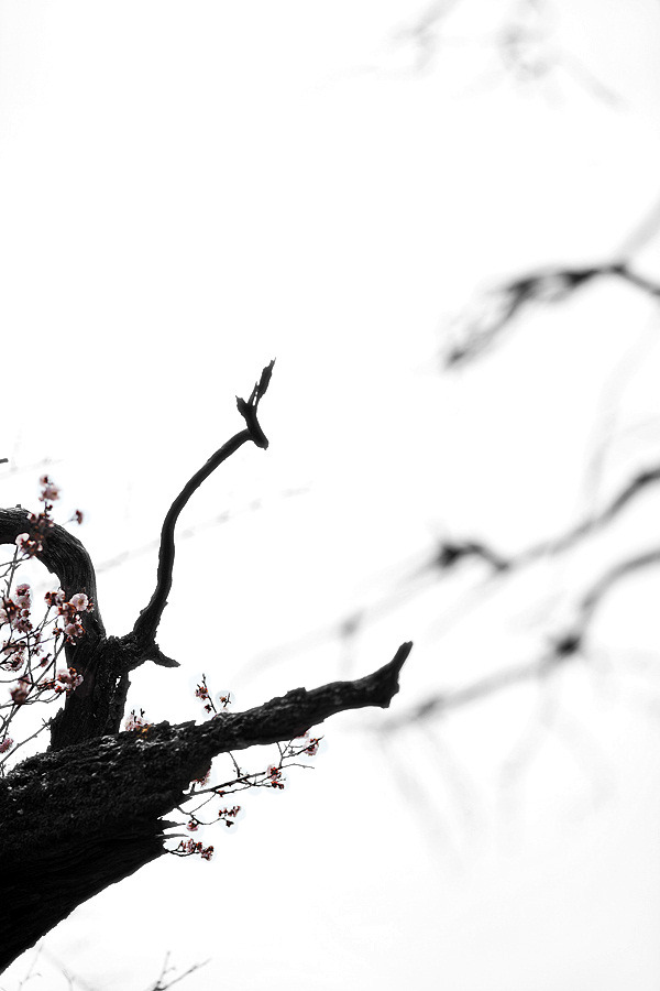 下心堂梅(하심당매) #2