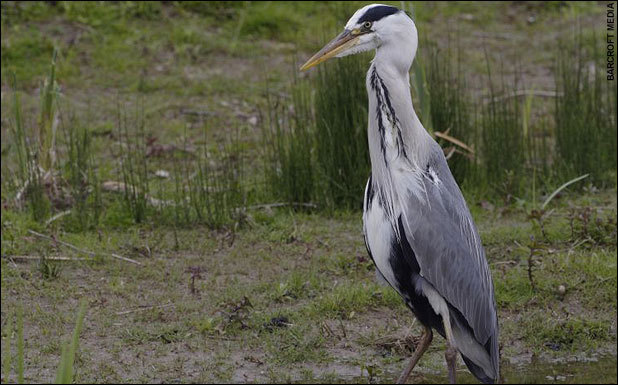 왜가리가 먹는 음식들.jpg | 인스티즈