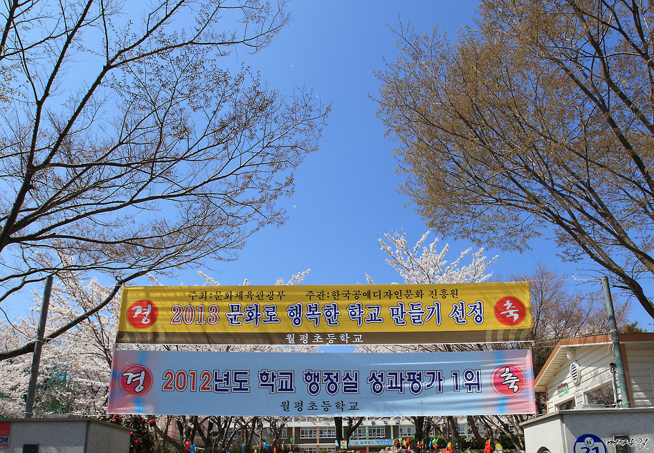 월평초등학교 벚꽃입니다.