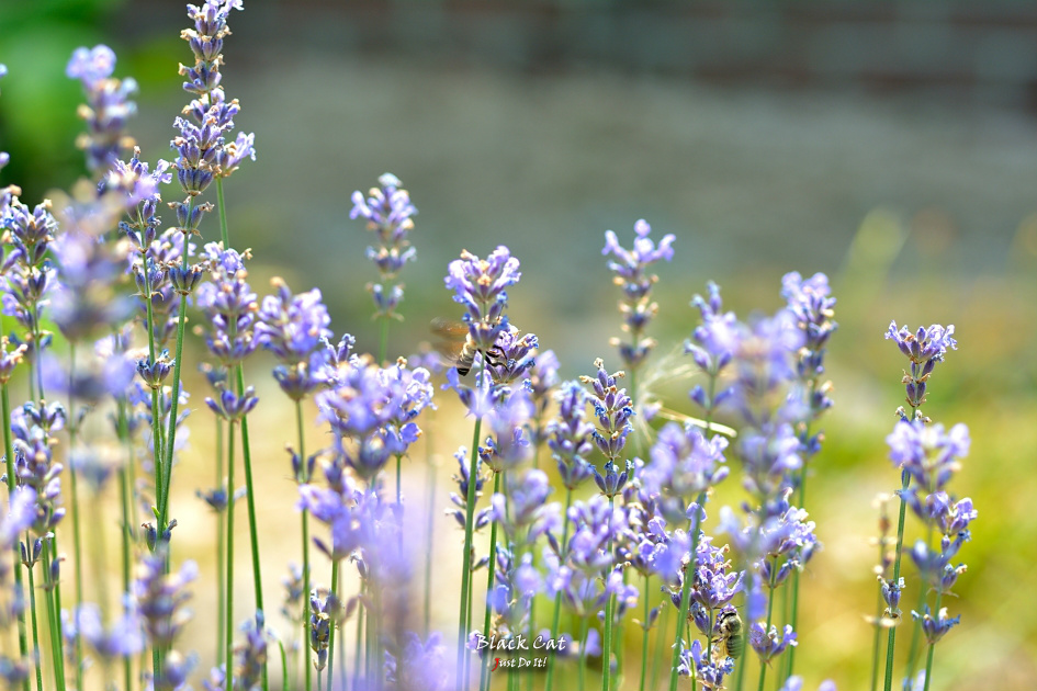 함께걸을까(Andante 110)-대구수목원