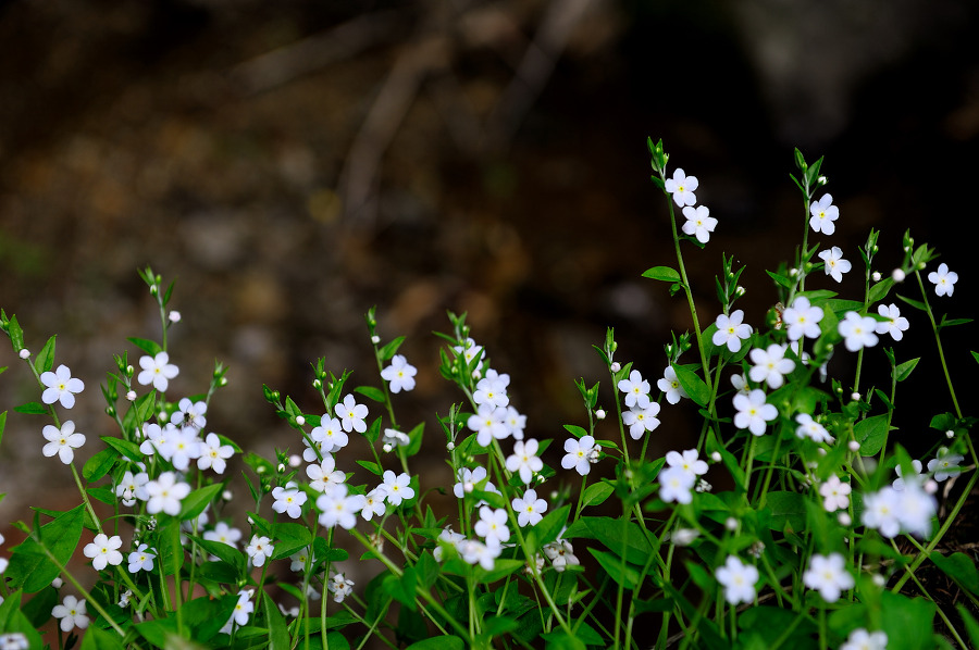 지리산  바래봉에는 꽃보다 사람이 더 많았다.