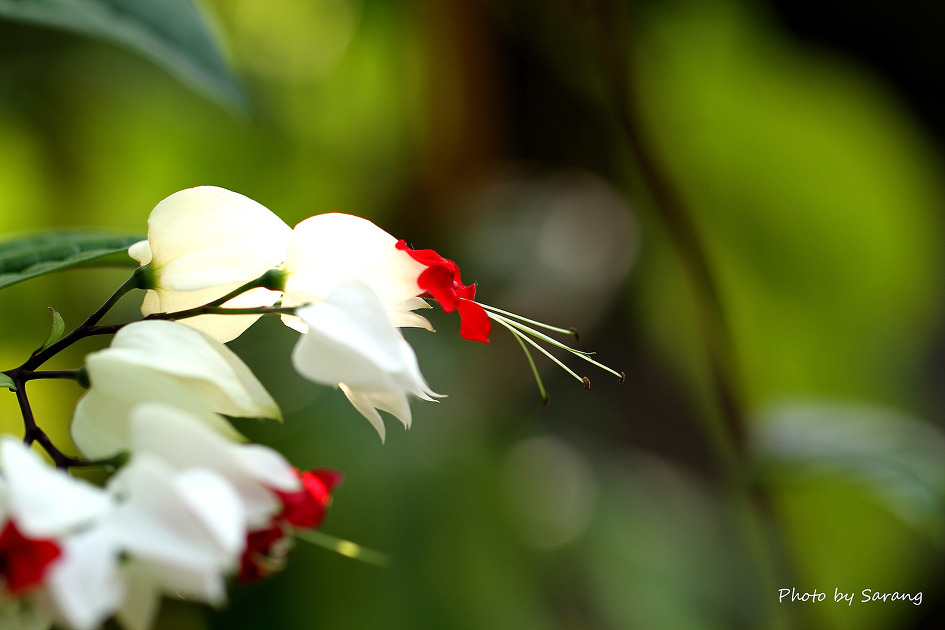 이름은 제대로 모르지만, 꽃은 모두 아름답다...