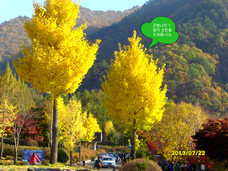     단 양  천 동 리 