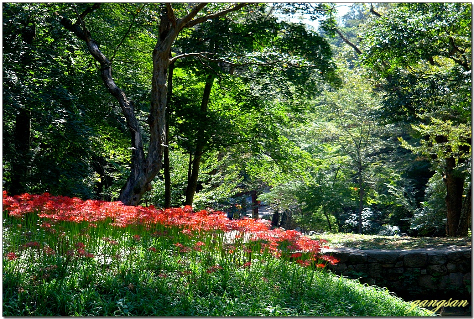 큰 군락이 아니어서 더 아름다운 선암사의 꽃무릇(석산)