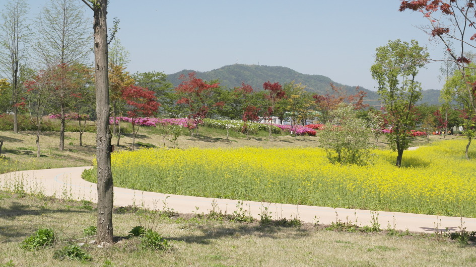 순천만정원 꽃구경 한번 더...