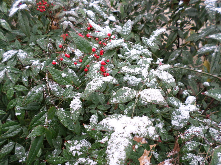 눈이 잘오지않는 대구에도 올해 첫눈 소식에 술렁 작지만 눈이 펑펑 내렸습니다 - 우리회사.