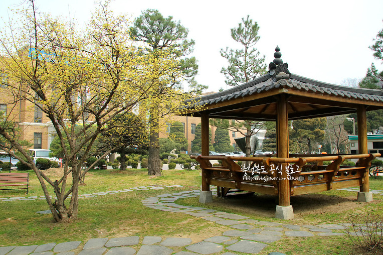 (사진) 충북도청 정원, 봄을 알리는 '산수유꽃' 만개