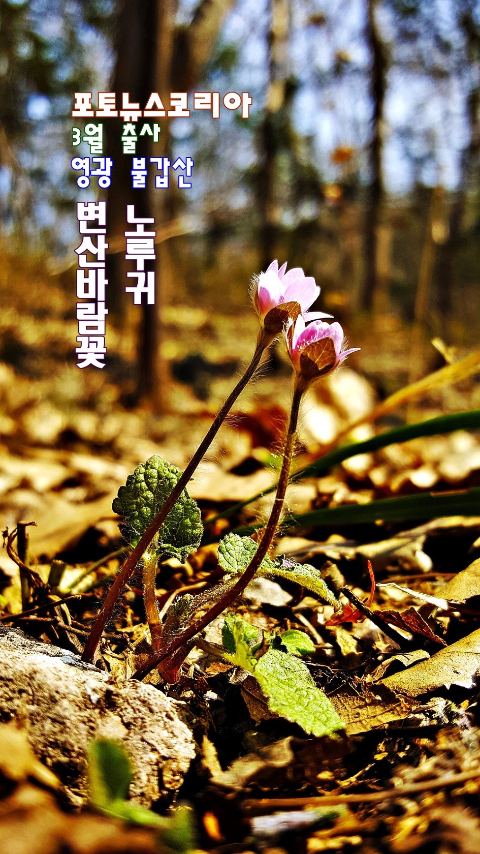 갤럭시 노트5로 담은 영광불갑산 변산바람꽃, 노루귀(포토뉴스코리아 3월 출사)