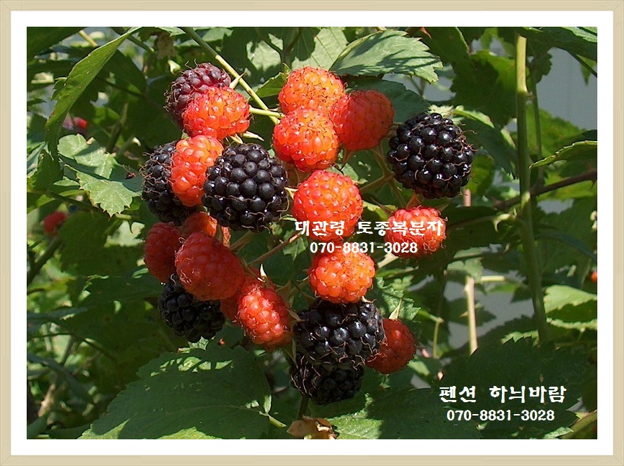 백두산야초 이미지