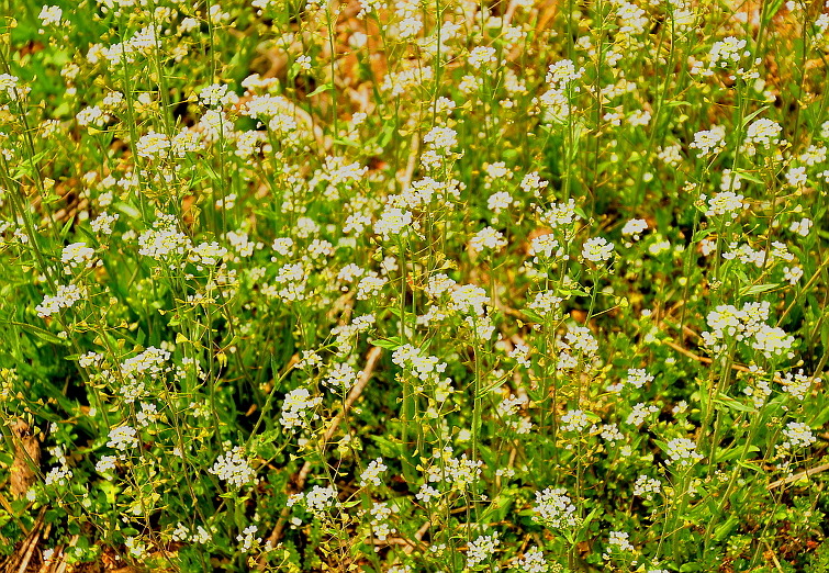 강 마을에 봄이 오는 풍경