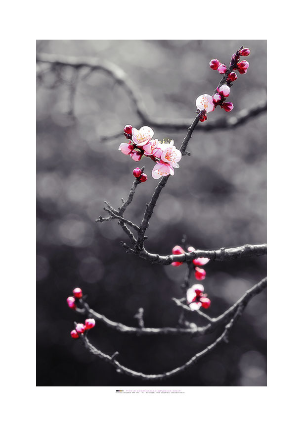 단속사 홍매2 (斷俗寺紅梅)