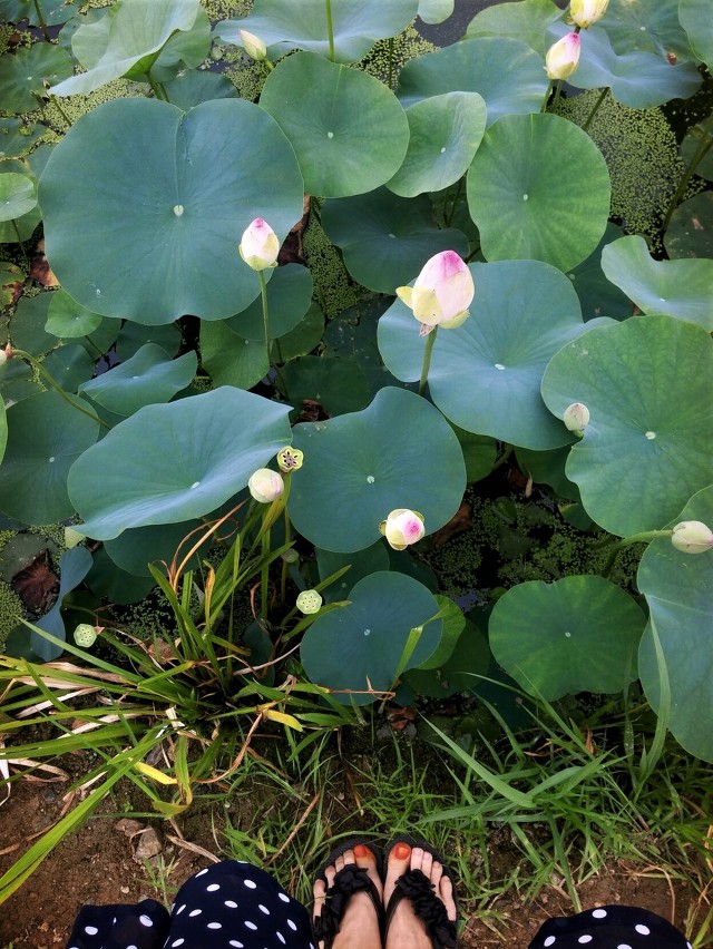 여름비가 내릴것 같나요,그럼 바로 연꽃밭, 시흥시(관곡지) 연꽃테마파크