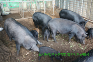 가축사육에 항생제 사용, 인체에 항생제 내성 박테리아 치명적 결과 