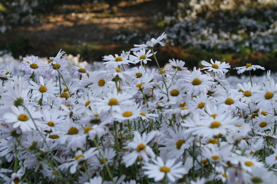 정읍 옥정호 구절초