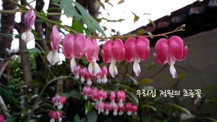 우리집 정원의꽃
