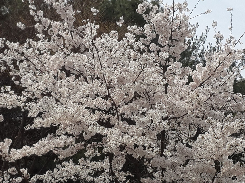 꽃 그리고 복