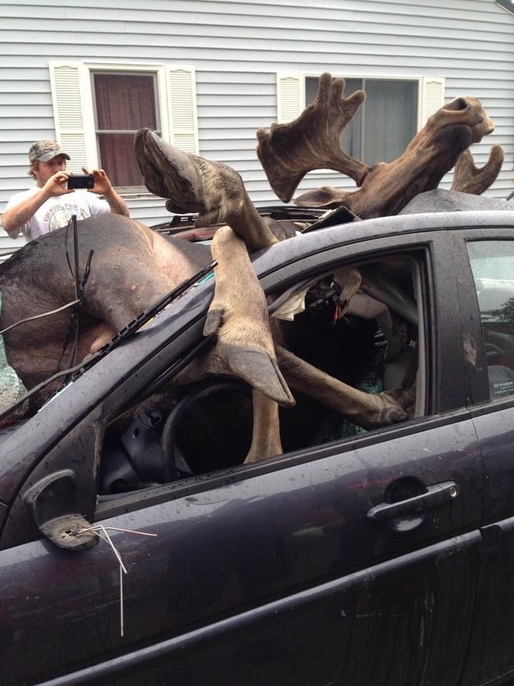 북미산 대형 사슴 무스와 현대 액센트 승용차의 충돌[North America moose VS Hyundai Car Accent