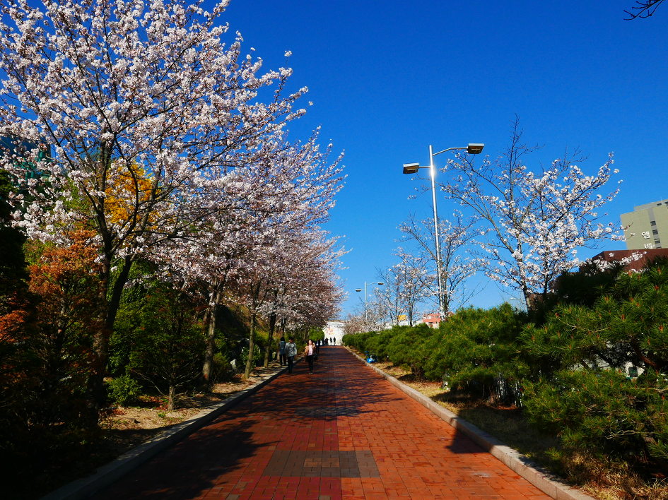 [서울/도심여행] 이른아침의 장충단공원 풍경입니다.