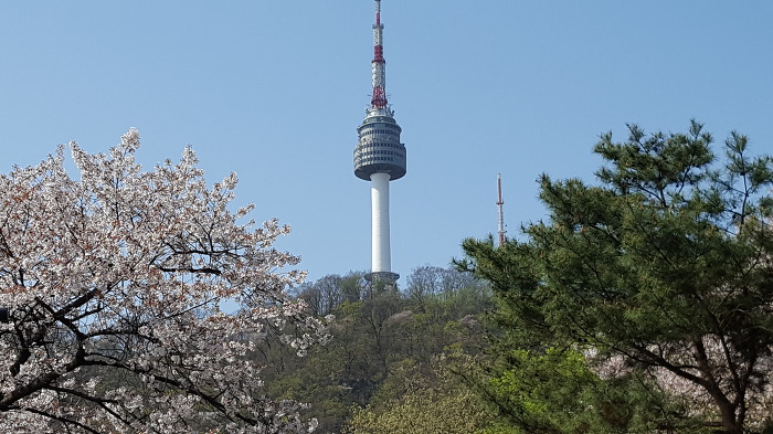 중구회현센타 스트레칭회원과함께 남산 꽃길을 걷다.