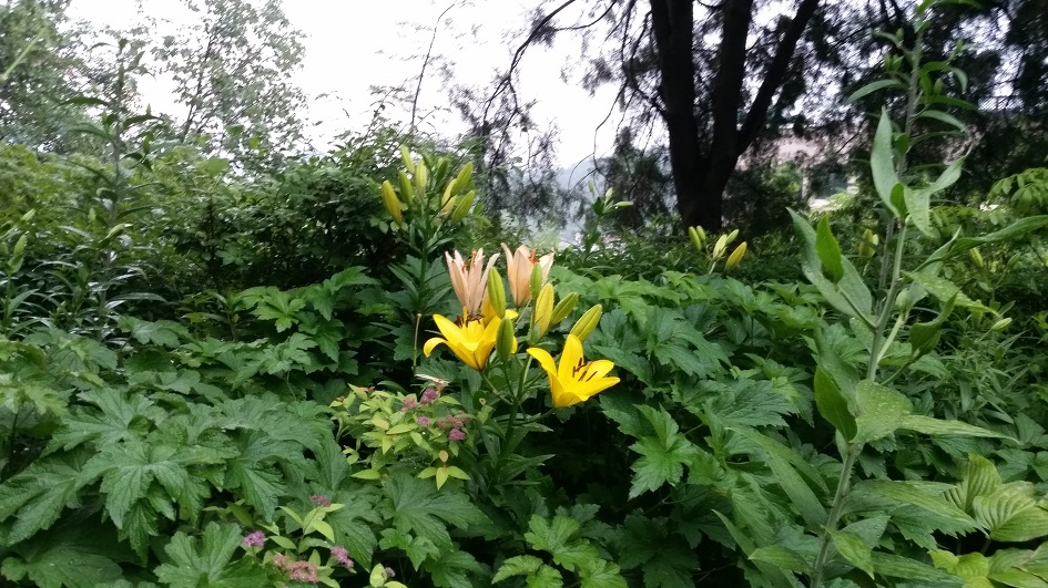 남산둘레길에서 / 2017.06.10