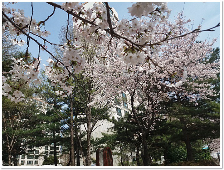 우리동네도 꽃동산