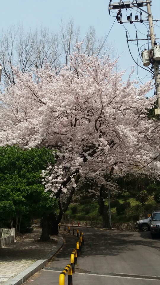 노루귀와 복수초,산수화  (3월 26일,28일 )