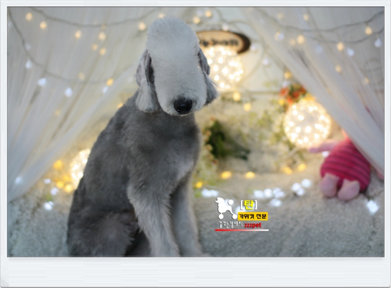대전 베들링턴 테리어(Bedlington Terrier) 애견미용 #꿈꾸는강아지