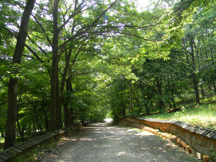 함평 모악산 용천사 (대웅전, 꽃무릇)
