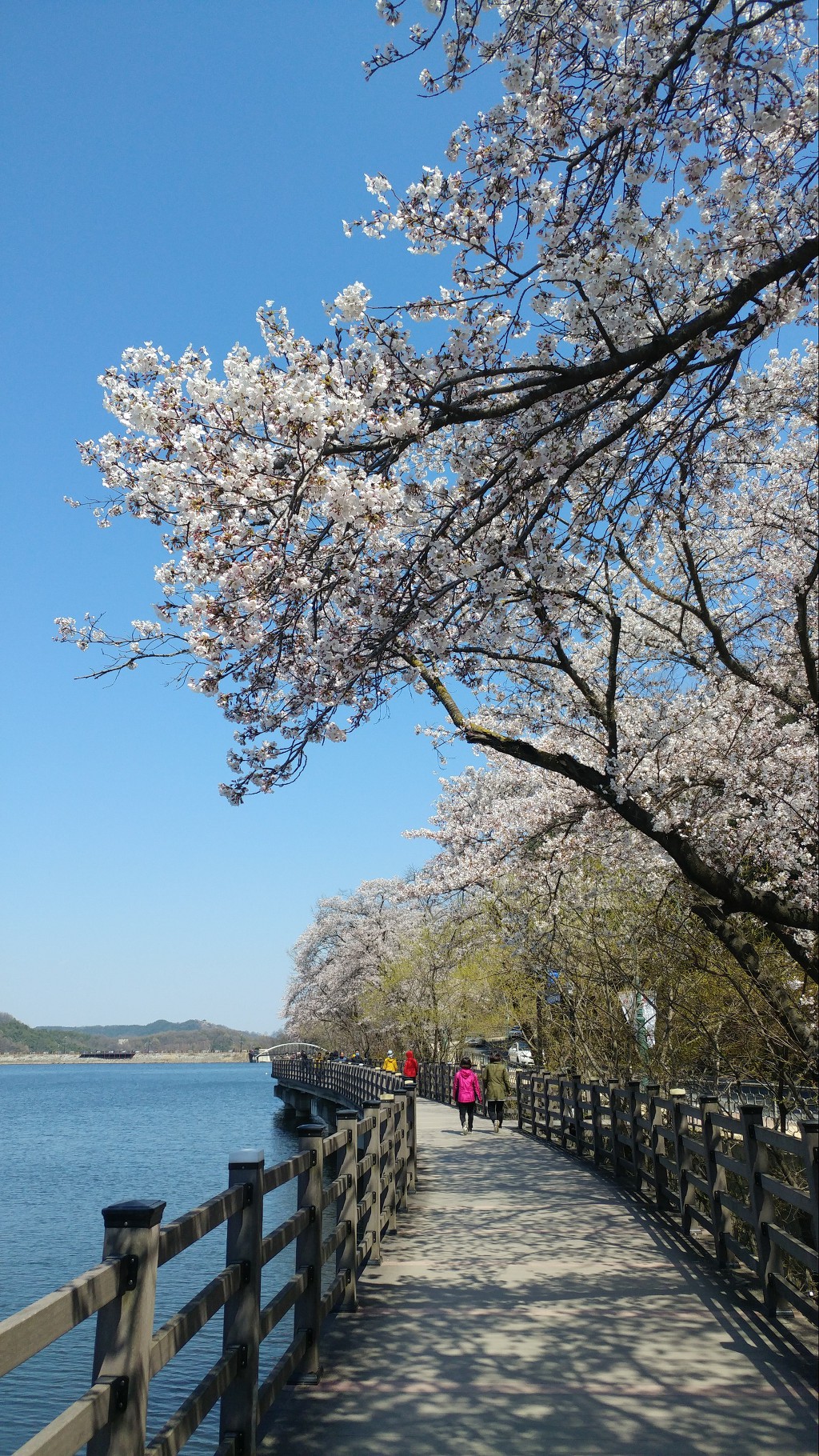 금오산 벚꽃축제