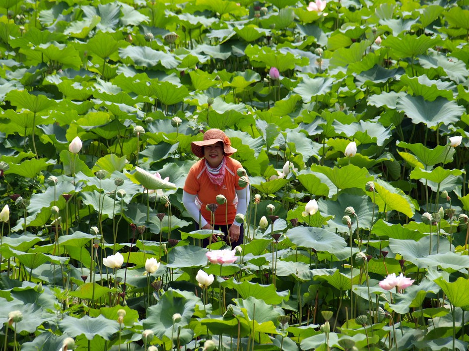 철마 연꽃공원 다녀오다