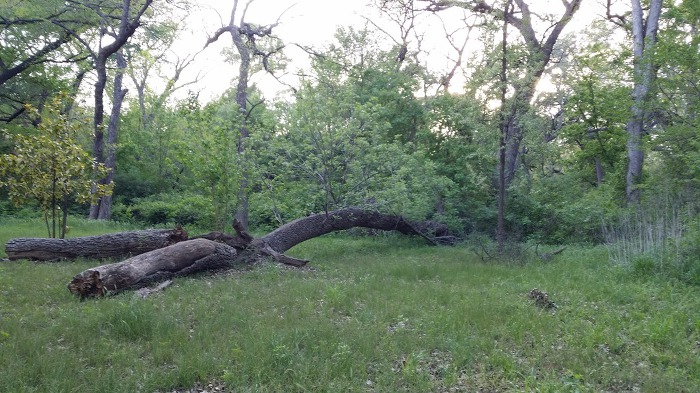 FORT WORTH - BOTANIC GARDEN / 식물원