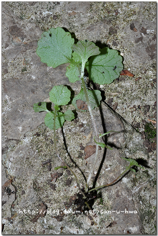 Chrysosplenium pilosum var. valdepilosum Ohwi (미기록종) 추정
