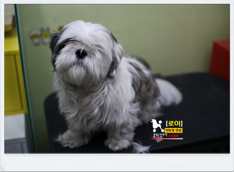봉명동 시츄 이웃 로이!! 대전애견미용 "꿈꾸는강아지"
