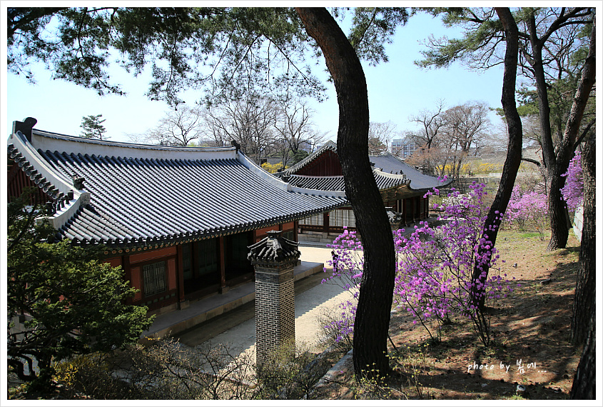 창경궁의 봄 풍경... 2019, 04, 04