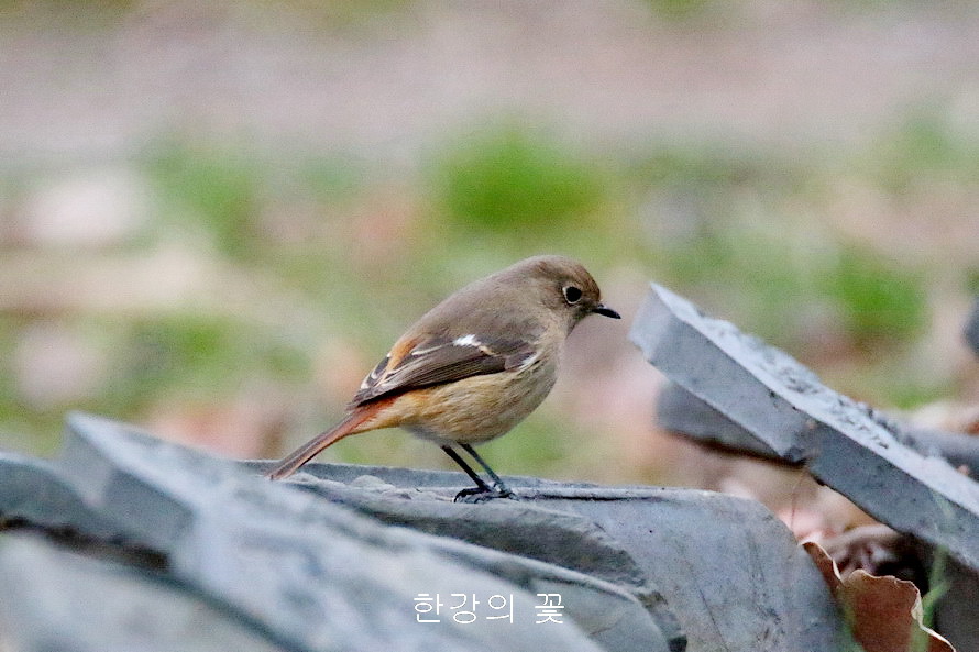 딱새(암컷)
