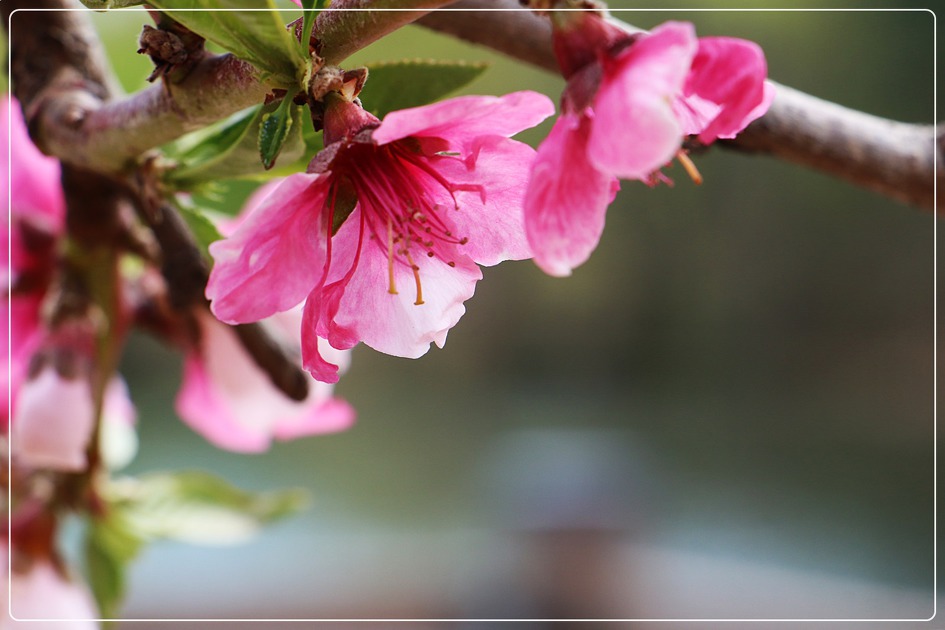 경산반곡지 복사꽃