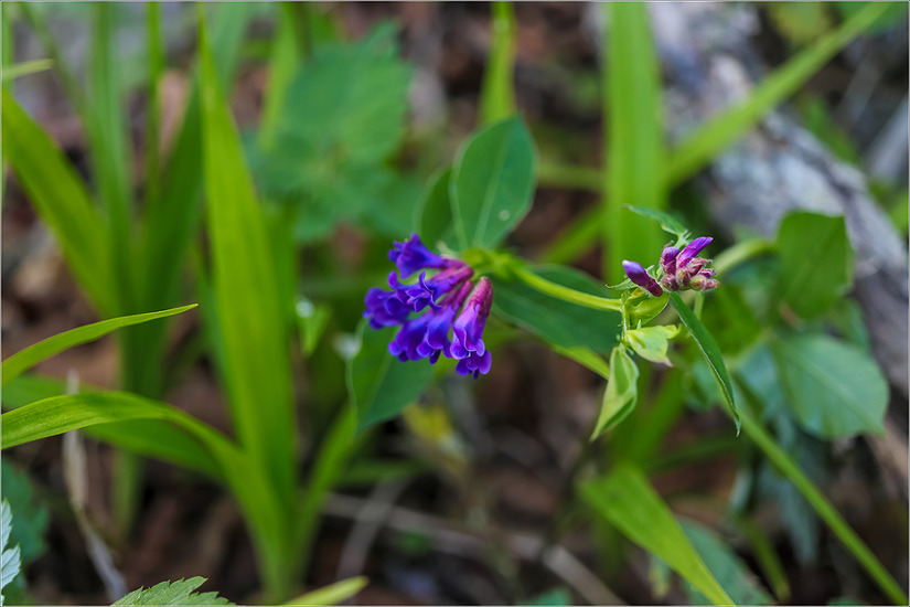 설악 서북능선의 들꽃들 Ⅱ(초본류 : 2018.05.28.)