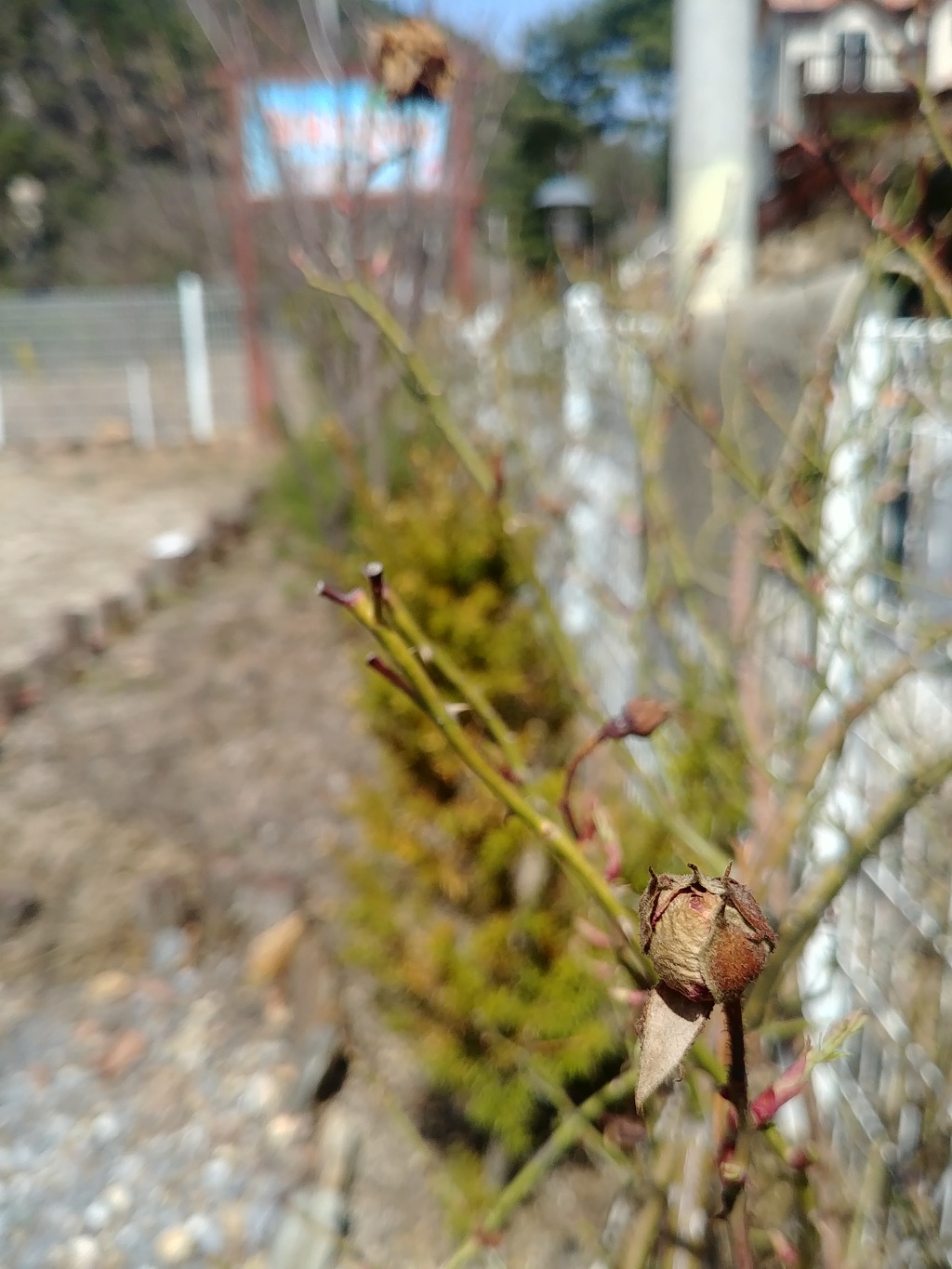2019.4.7(일), 꽃봉오리