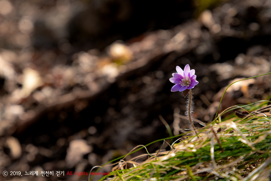 야생화 천국 화야산에서 봄꽃놀이 하고 왔습니다.