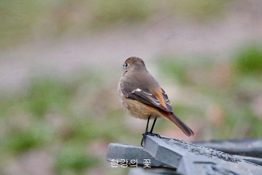 딱새(암컷)