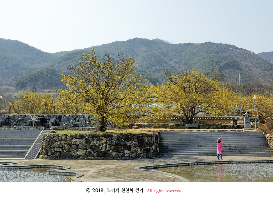 구례 현천마을의 노란 봄빛과 천년의 나무 계척마을 산수유시목지