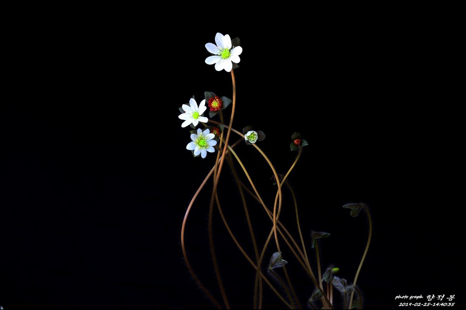 노루귀(백색, 홍색) 꽃