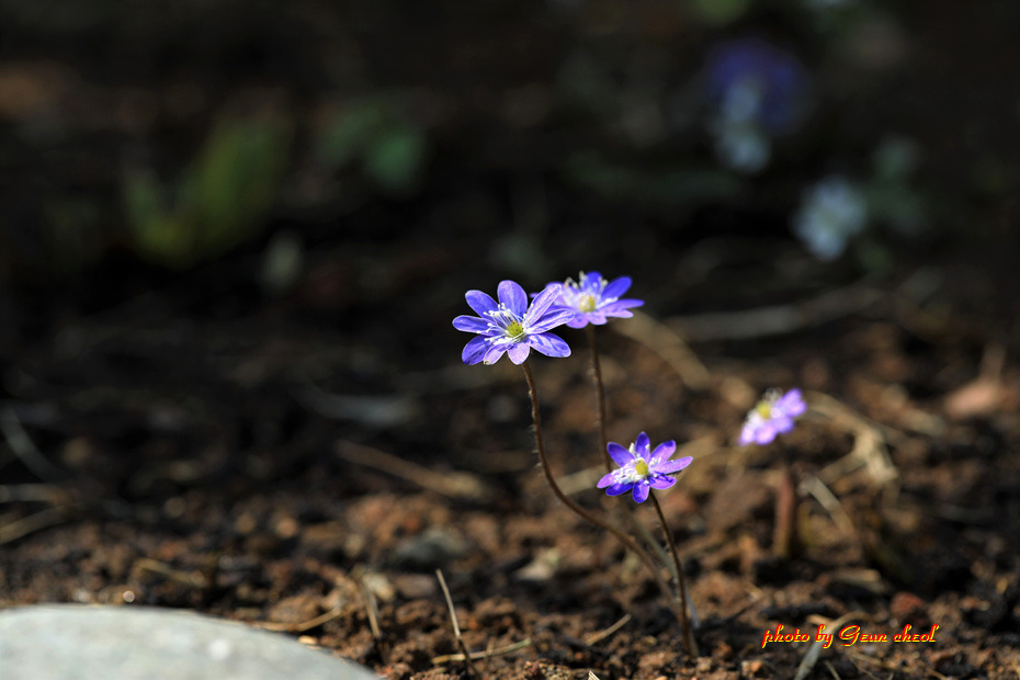 봄소식을 전하는 삼실 화초..